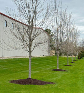 Mulch volcanoes are harmful to trees. Learn more in the Abler Tree Company Blog.